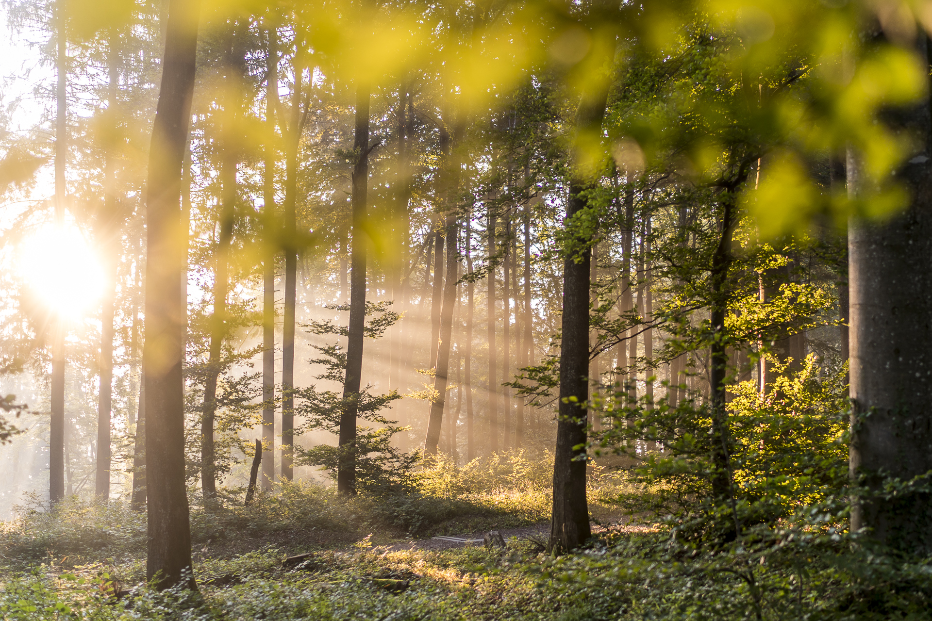 AlbisgratHöhenweg schöne Wanderung vom Uetliberg zum