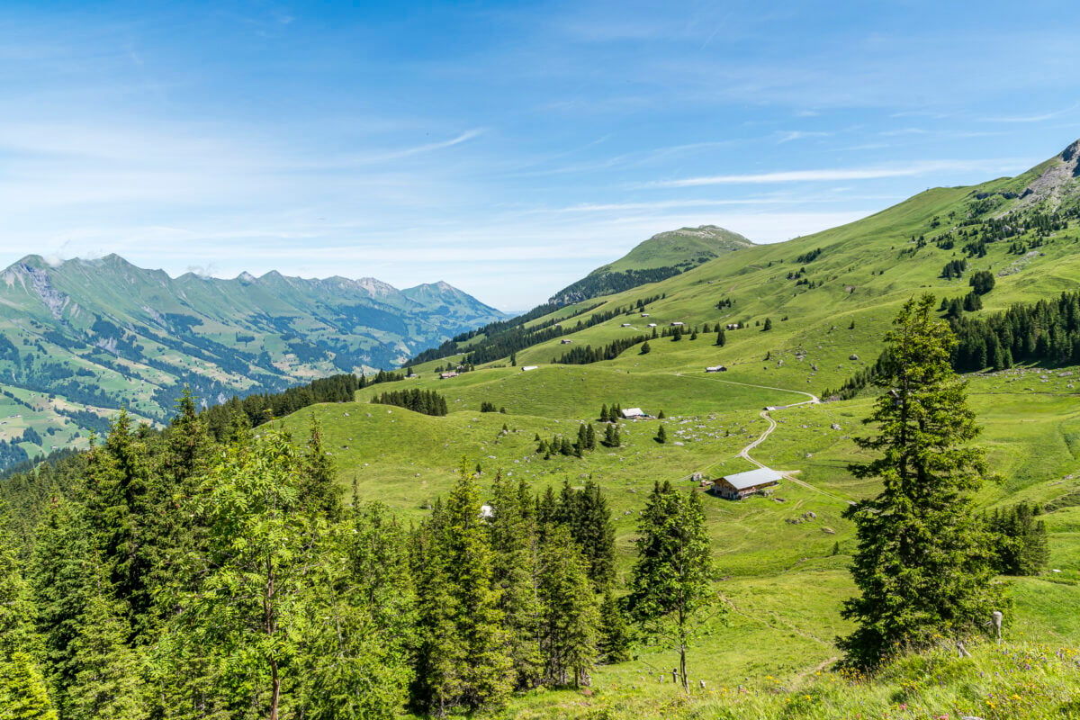 Alp Metsch