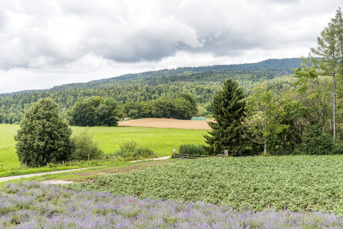 Landschaft Parc Jura Vaudois