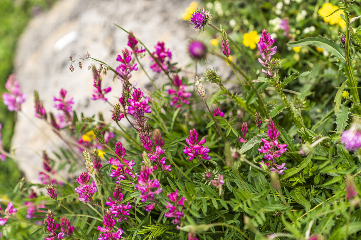 Alpenflora Melchsee-Frutt