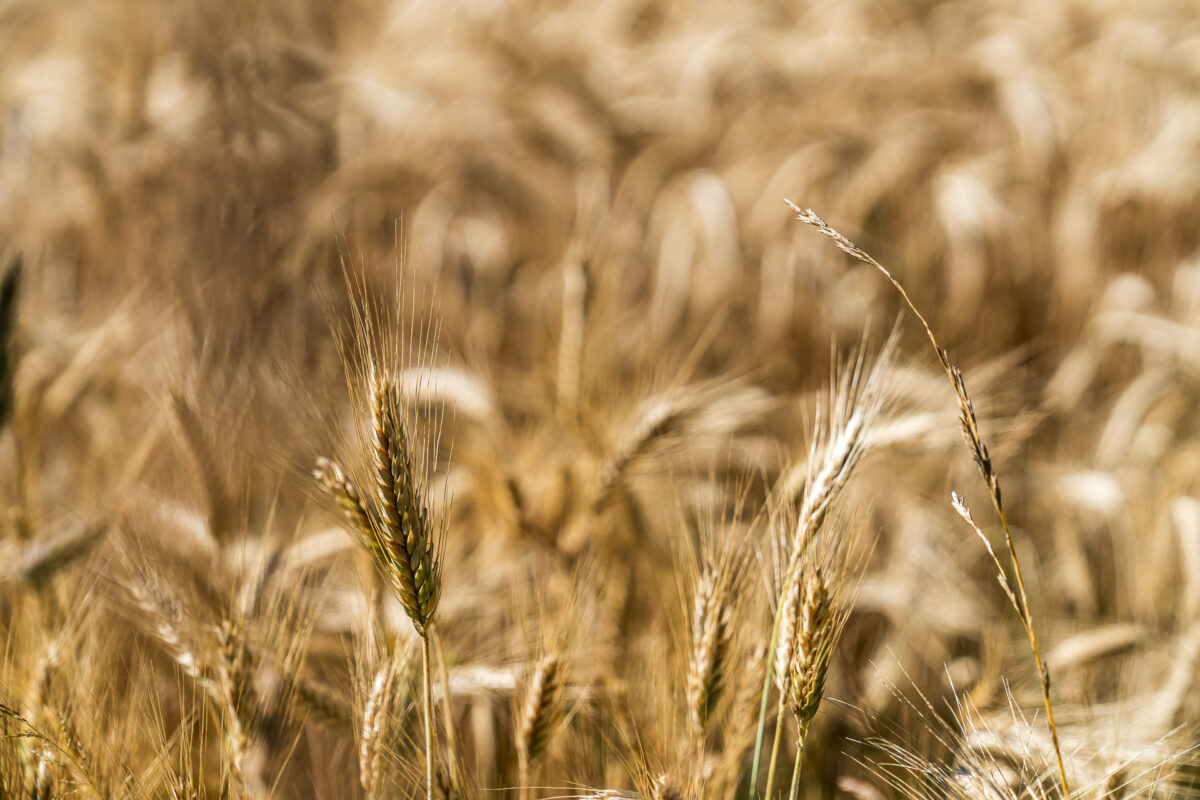 Sommer Weizenfelder