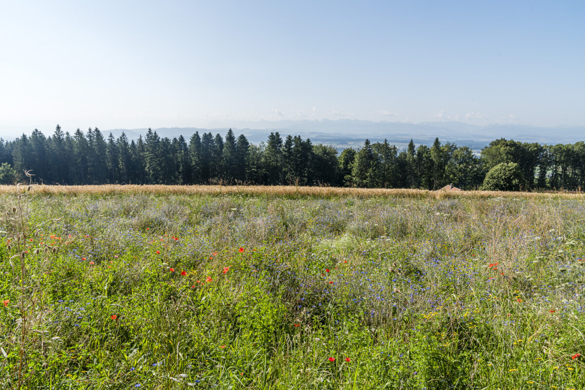 Weitsicht Frienisberg