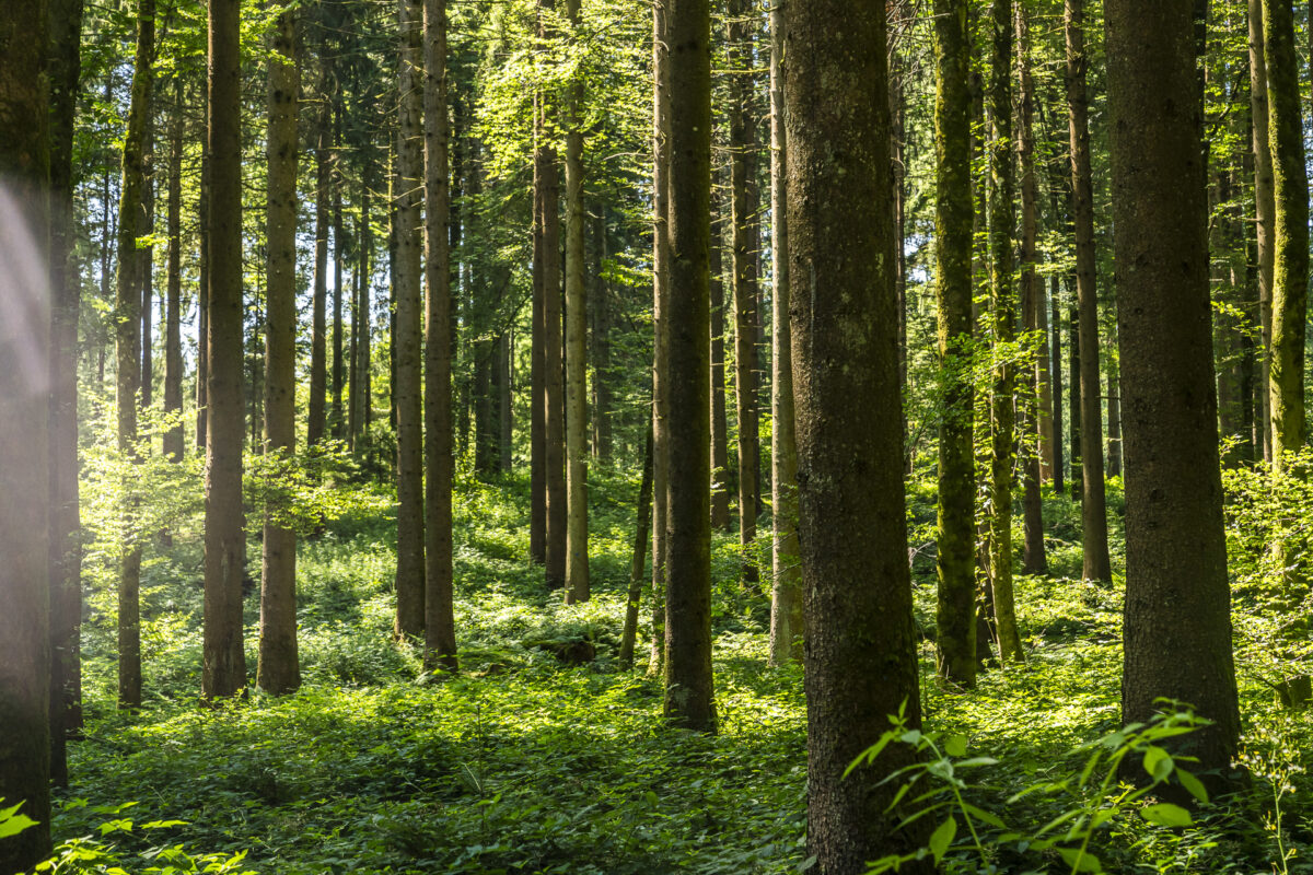 Frienisberg Wald