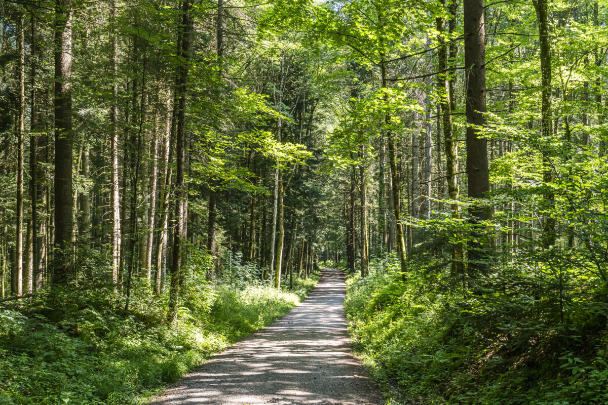 Wege Frienisberg Wald