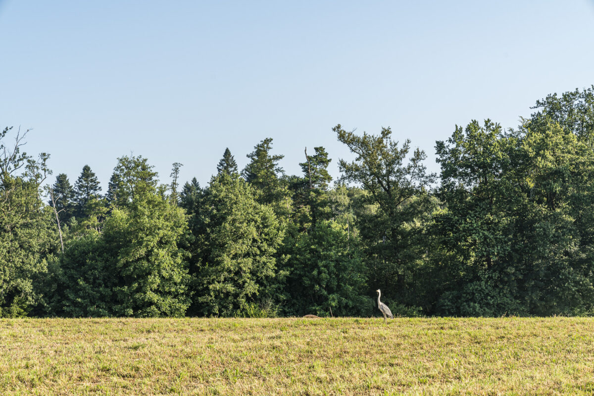 Graureiher Herrenschwanden