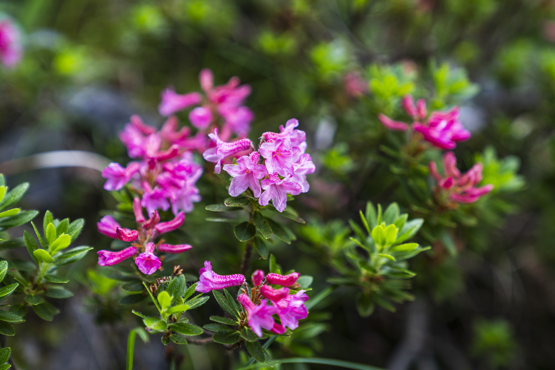 Alpenrosen