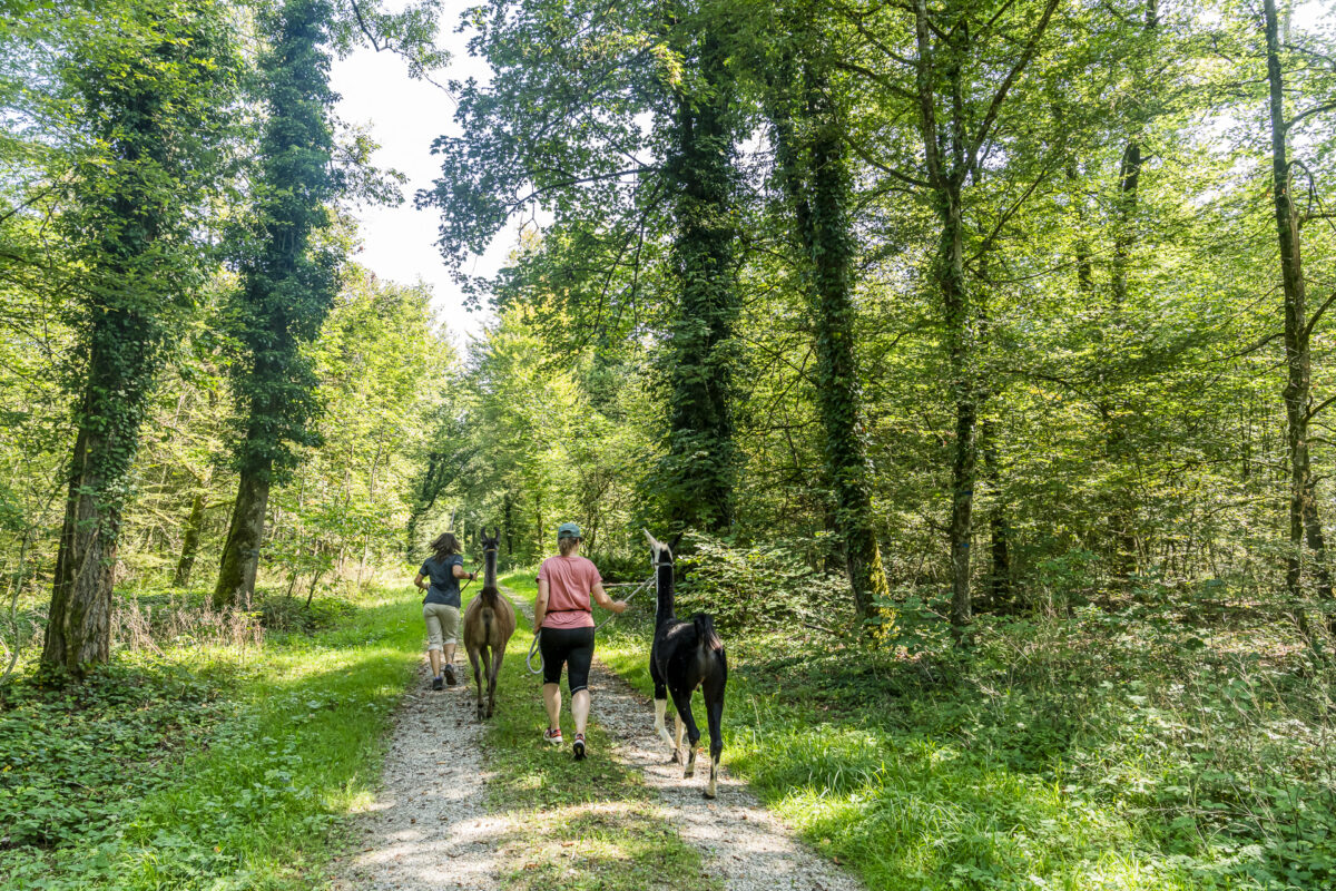 Lamatrekking im weinland