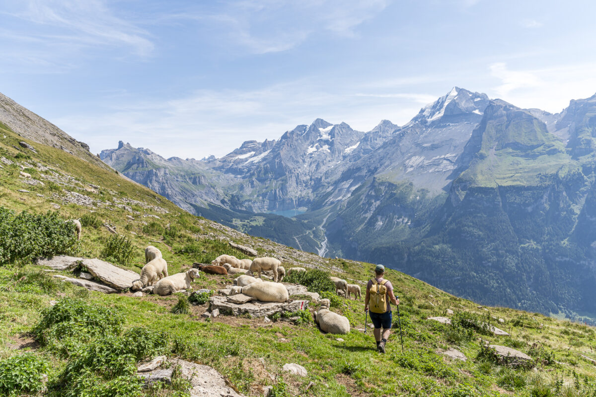 Schafe auf der Allmenalp