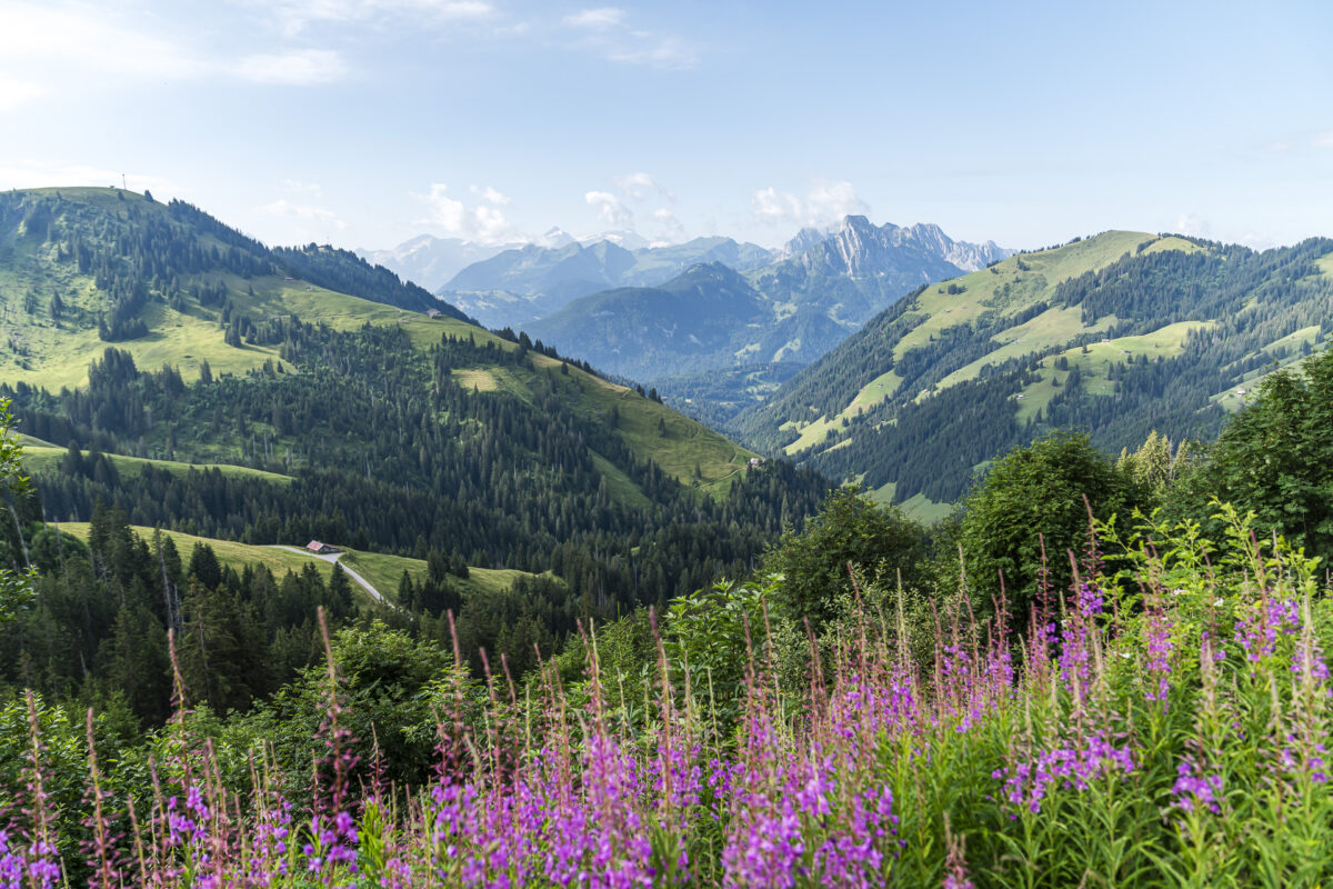 Panorama ins Saanenland