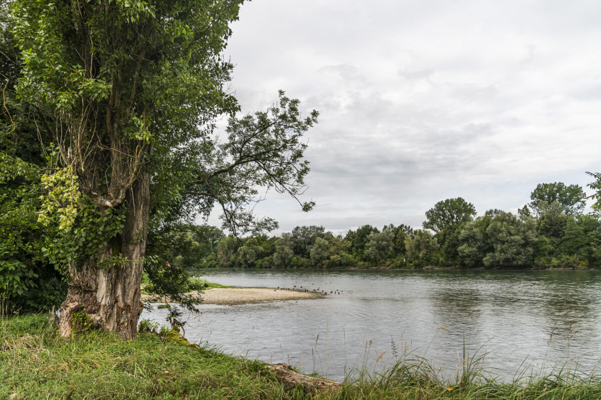 Rhein im Kanton Aargau