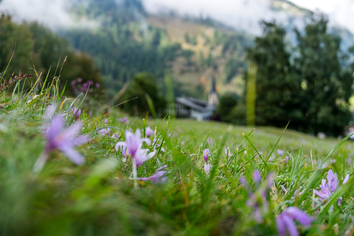 Herbstzeitlosen im Münstertal