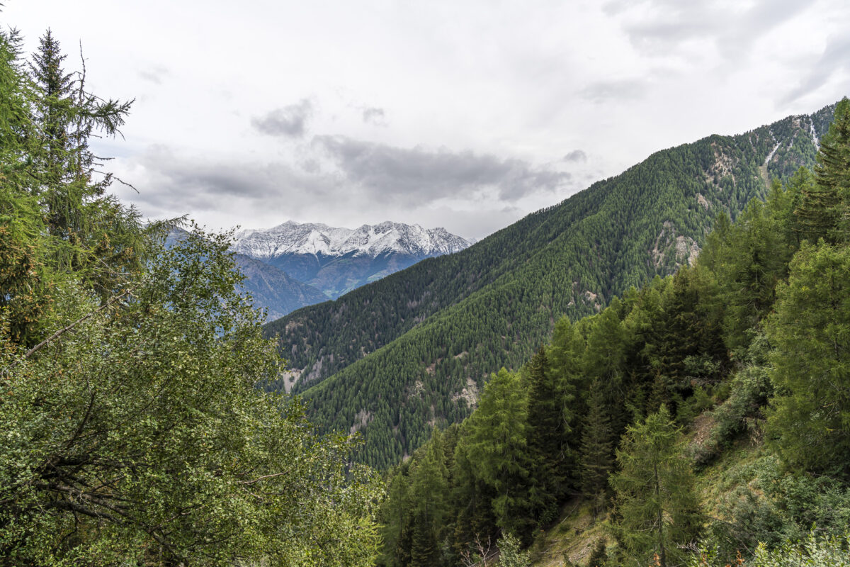 Aussicht von der Tarscher Alm