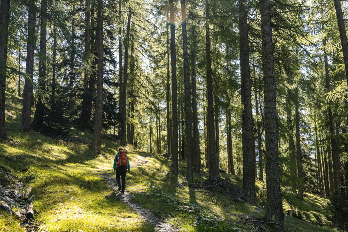 Wald bei Lü