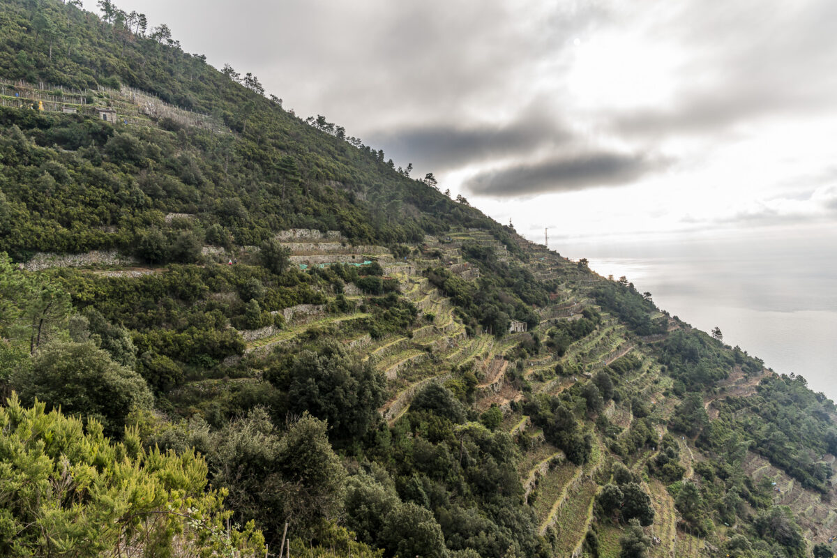 Weinberge Cinque Terre